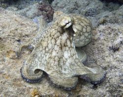 Common Octopus